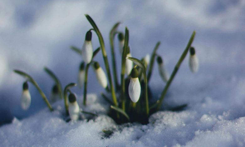 Nestanovitno vreme: V torek spet sneg do nižin! 1 pexels valeriya 86580