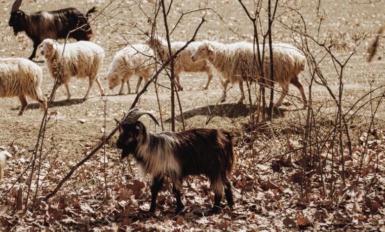 Alarmantno: Kuga drobnice blizu slovenske meje ogroža živinorejo! 1 ovce in koze
