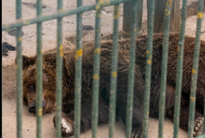 Medved Felix: Bo kmalu konec z njegovim ujetništvom? 1 feliks 3