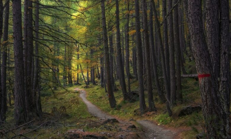 Strožje kazni za voznike in kolesarje: Grozi odvzem vozila! 1 forest