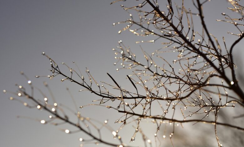 mrzlo jutro na obzorju kmetje na primorskem v skrbeh zaradi pozebe 67d9b4ccc120d 1742320844