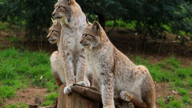 nepricakovano srecanje z risi v loskem potoku navdusilo opazovalce 67ea2f70c7060 1743400816