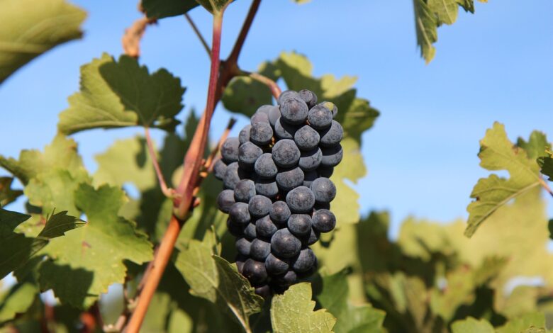 Postanite del vinske dediščine: Posvojite klet ali trto v Filovcih 1 postanite del vinske dediscine posvojite klet ali trto v filovcih 67e7b6db5565d 1743238875