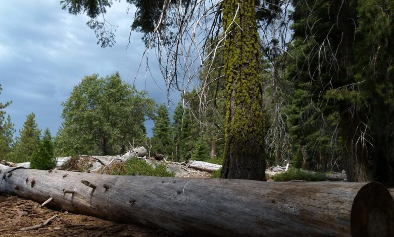 stoletni sekvoji ob jezeru crnava posekani zaradi varnosti 67dfb1a09ffed 1742713248