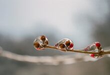 cez vikend prihaja pozeba kako zascititi sadne rastline pred skodljivimi nizkimi temperaturami 67ef91b5dc10d 1743753653