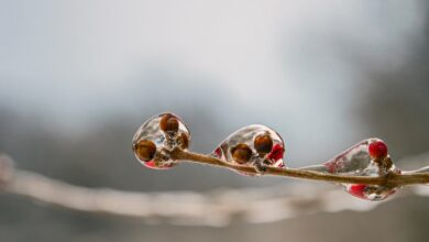 Čez vikend prihaja pozeba: Kako zaščititi sadne rastline pred škodljivimi nizkimi temperaturami 8 cez vikend prihaja pozeba kako zascititi sadne rastline pred skodljivimi nizkimi temperaturami 67ef91b5dc10d 1743753653