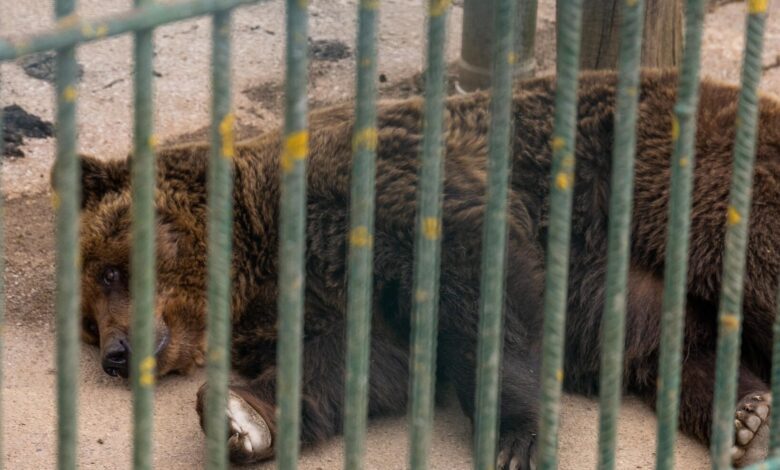 medved felix caka pot v avstrijsko zavetisce pomemben korak za zivalske pravice 67ee4e5f27365 1743670879