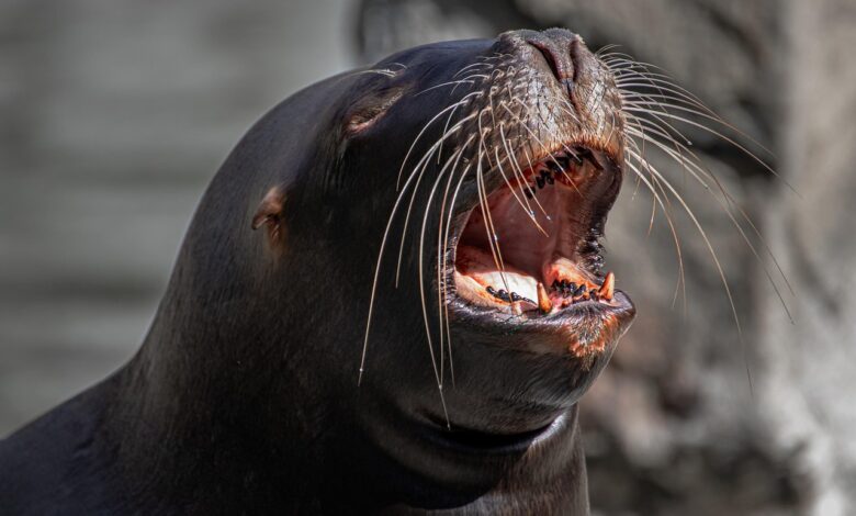 morski levovi kot demonski napadalci vzrok za paniko v kaliforniji 67ee4e4a89fed 1743670858