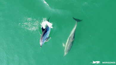 morski sesalci v slovenskih vodah nenavadni obiskovalci izven svojega okolja video 67f25ed886881 1743937240