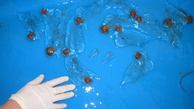 salpovci preplavili jadran nenavadni obiskovalci morja 67f16fc05f329 1743876032