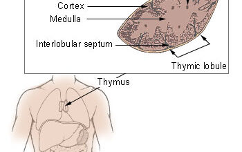 timus skriti branilec nasega imunskega sistema 680777042a6cf 1745319684