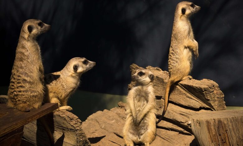 veselje v zoo ljubljana mladicki surikat in druge novosti video 67fa2b9d77dd9 1744448413