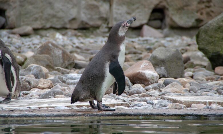 zmeda v avstraliji ameriske carine zadele otoke s pingvini 67ee4e347f991 1743670836