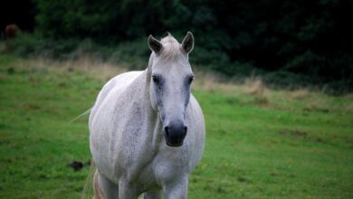 dan lipicanca v lipici 445 let tradicije in spektakla 6829a1ae95dc3 1747558830