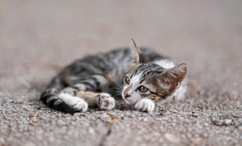 krut napad v kopru ustreljena macka sproza ogorcenje javnosti 6819ddc91dbbf 1746525641