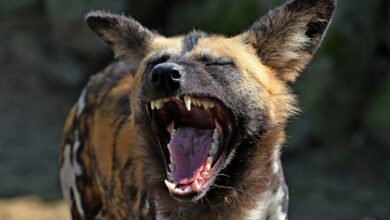 neprivezan pes napadel psa na povodcu v novi gorici 683ad32cacede 1748685612