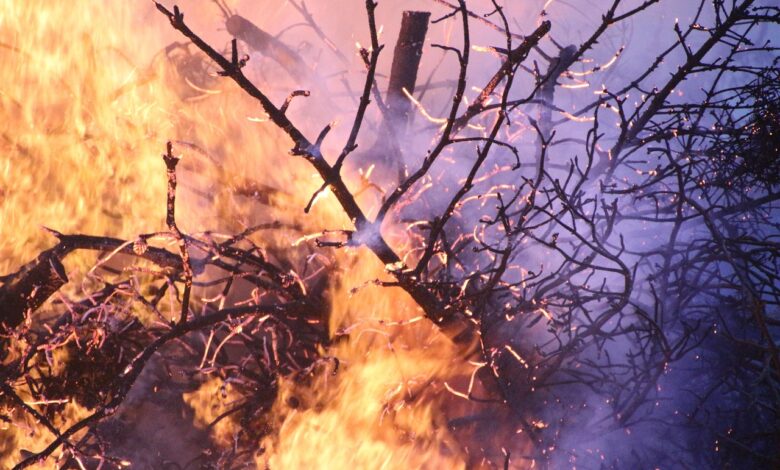 Požar v kampu Obelisco: Gasilci rešili borov gozd 1 pozar v kampu obelisco gasilci resili borov gozd 6814cfec659a2 1746194412