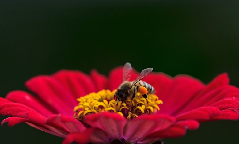 Svetovni dan čebel: Ključna vloga opraševalcev za naš planet 1 svetovni dan cebel kljucna vloga oprasevalcev za nas planet 682c7ce4b1de8 1747746020