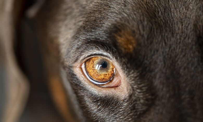 Tragičen napad psov v Miklavžu: Starejša ženska je na kraju umrla 1 tragicen napad psov v miklavzu starejsa zenska je na kraju umrla 6836c297370c6 1748419223