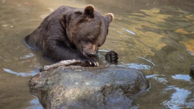 Anima poziva k preklicu odstrela medvedke: Poziv poslali občini, zavodu za gozdove in ministrstvu 5 anima poziva k preklicu odstrela medvedke poziv poslali obcini zavodu za gozdove in ministrstvu 6862b4a964ed5 1751299241