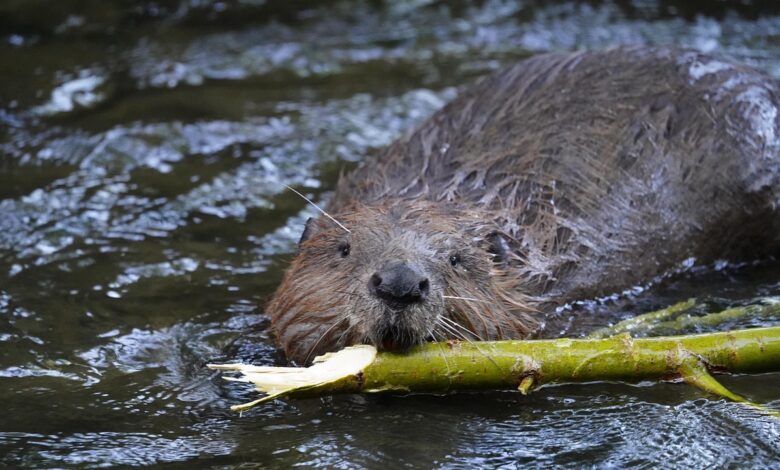 Bobri prihranili Češki milijone: Naravna rešitev za obnovo mokrišč 1 bobri prihranili ceski milijone naravna resitev za obnovo mokrisc 685c2b1bb7ddf 1750870811