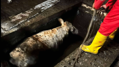 gasilci v brezicah ponoci resili krave iz gnojne jame foto 686244302bb1f 1751270448