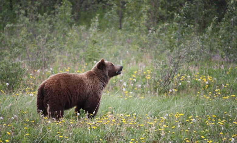 Medvedka in mladič razdejala čebelnjak na Rakitni: Pozor! 1 medvedka in mladic razdejala cebelnjak na rakitni pozor 685d445d525ff 1750942813