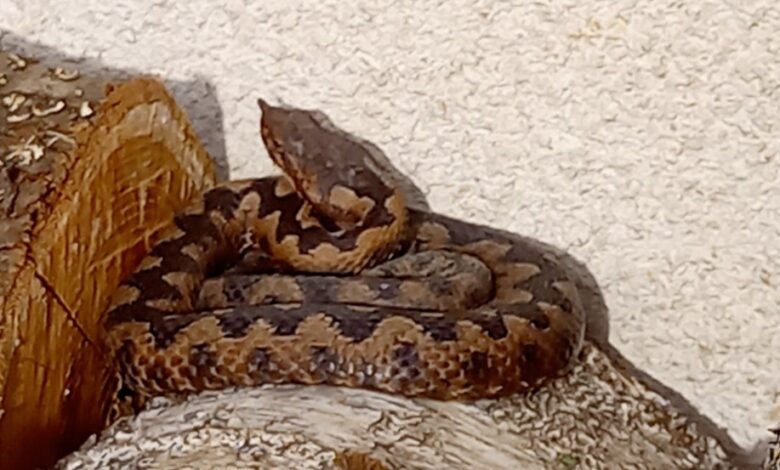 Smrt zaradi ugriza modrasa: V Sloveniji po več desetletjih smrtna žrtev ugriza 1 modras