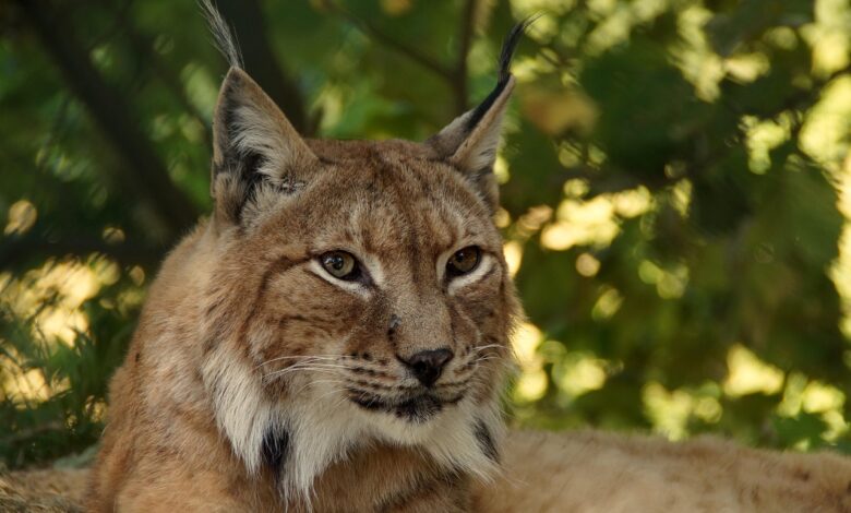 projekt life lynx uspesno ozivljanje risje populacije v sloveniji 683dd8b861720 1748883640