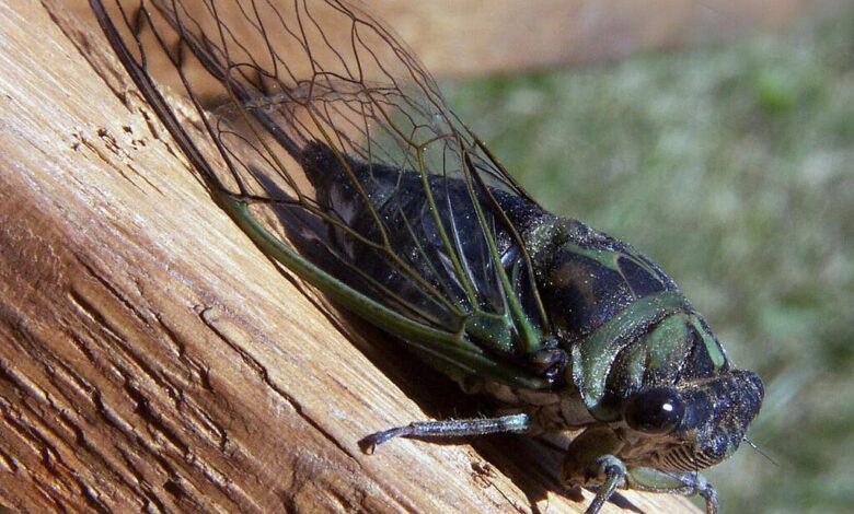 skrzati v ljubljani nenavadno nocno petje preseneca prebivalce 685d6e8fcb02e 1750953615