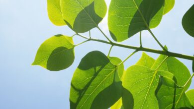 toplo in soncno vse do nedelje nevihtne groznje le na severu drzave 683d6822e83f5 1748854818