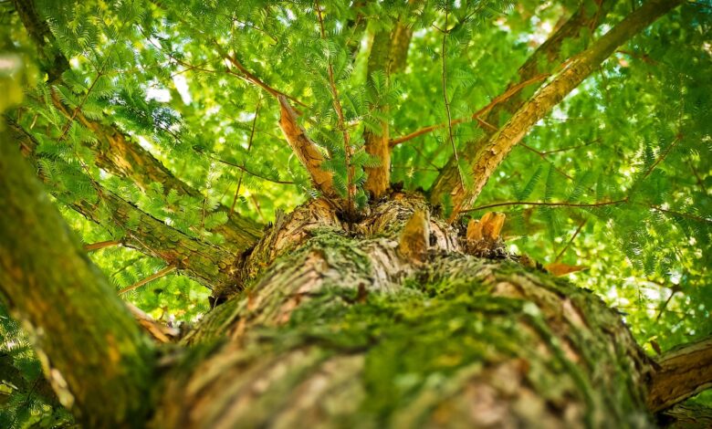 tragicna nesreca v sentrupertu 93 letni voznik brez dovoljenja umrl na kraju 684ff962dc19d 1750071650