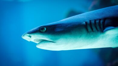 veliki beli morski pes v jadranu redek obiskovalec ali stalni prebivalec foto 685a5b2fee731 1750752047