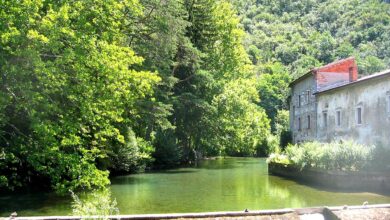 bakterija e coli ogroza kopalce v biljah strokovnjaki svarijo 687ca20d36e25 1752998413