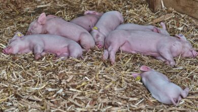 farme ihan uvajajo anestezijo pri kastraciji pujskov za boljso dobrobit 688355adc8964 1753437613