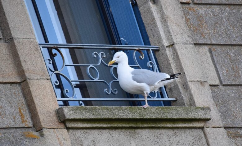 galebi osvajajo slovenska mesta novi prebivalci urbanih okolij 686c0b3a71312 1751911226