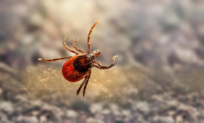 klopi v zda sirijo alergijo na meso groznja milijonom 68669b093046b 1751554825