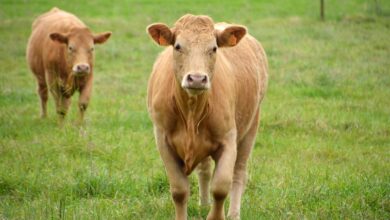 kmetija v spodnjem leskovcu v krizi 200 krav brez vode 686cde2e3b8d3 1751965230