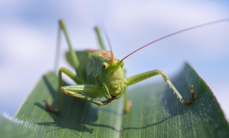 kobilice napadajo jug ukrajine dvojna kriza za kmetijstvo 688a4f9c1d438 1753894812