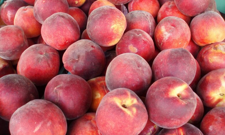 neznanci ukradli tri tone breskev v lucanu pri portorozu 6878adad8b7fb 1752739245