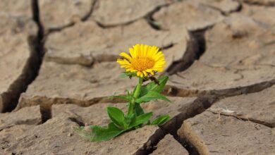 nova gorica v boju s toplotnimi otoki projekt za hlajenje mest 68768923696b9 1752598819