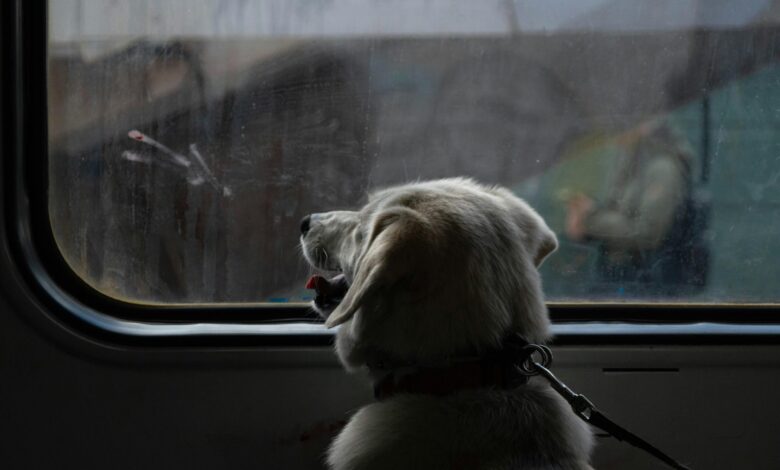 slovenske zeleznice potovanja z ljubljencki so zdaj lazja 687383b17c484 1752400817