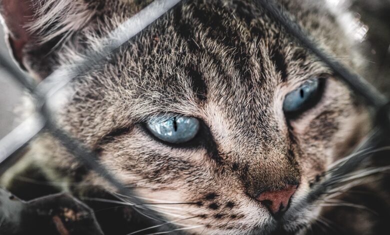 Število mačk v Ljubljanskem zavetišču eksplodiralo: Kako lahko pomagate? 1 stevilo mack v ljubljanskem zavetiscu eksplodiralo kako lahko pomagate 687a45622ea52 1752843618