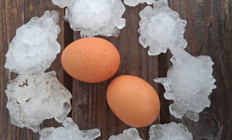 Tica Ponikve pri Zalcu foto Patricija Pavlovic Neurje si e1754203403488