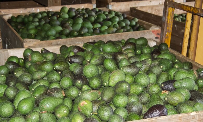 avokado iz izraelskih naselbin na palestinskih ozemljih 68946b2959cbb 1754557225