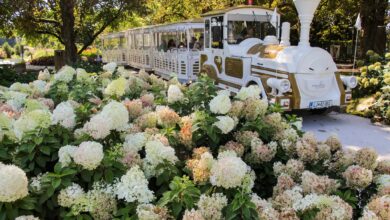 carobni dan v volcjem potoku pomagajmo otrokom z rakom foto 68b41d3275a2d 1756634418