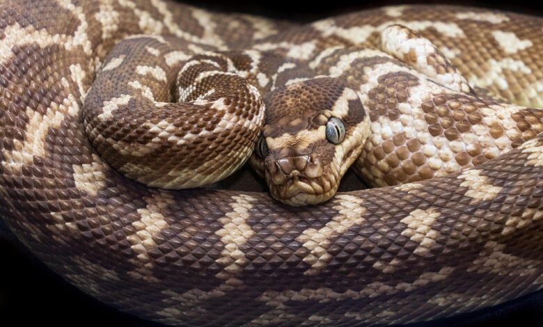 dozivite eksoticno razstavo v mozirskem gaju 689dfa0b1e39d 1755183627