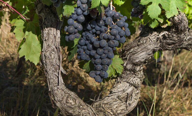 gromozanski skandal odkriti nedovoljeni dodatki v stajerskem vinu 689cd2be60318 1755108030