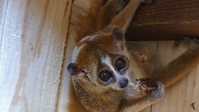 mai redka pritlikava lori ocarala tropsko hiso celje 68a831aa3de0c 1755853226