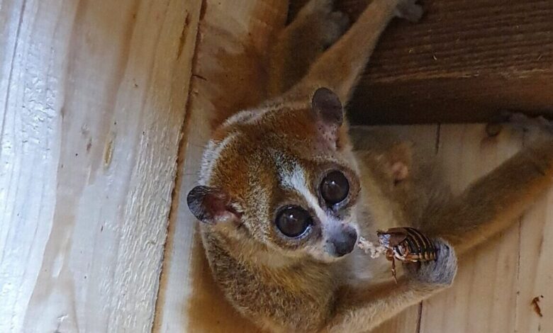 mai redka pritlikava lori ocarala tropsko hiso celje 68a831aa3de0c 1755853226